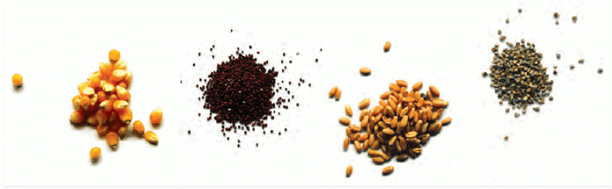 NCERT Solutions for Class 5 EVS Chapter 19 - A seed tells a Farmer`s Story