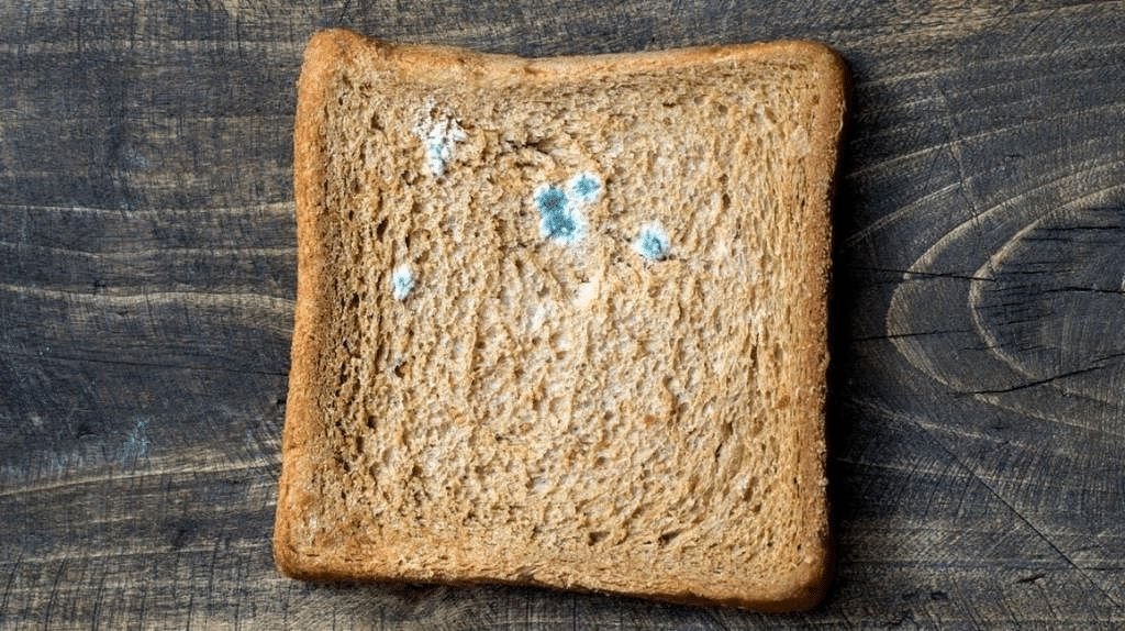 Rotten bread