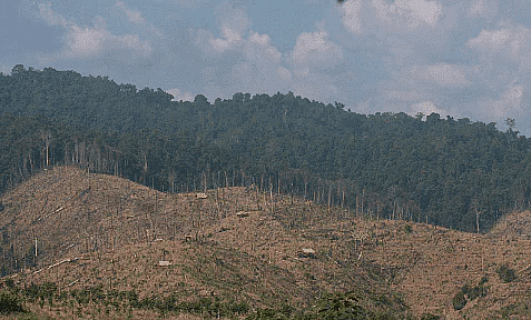 Class 6 Geography Notes - India-Climate Vegetation and Wildlife