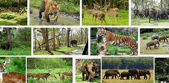 Class 6 Geography Notes - India-Climate Vegetation and Wildlife