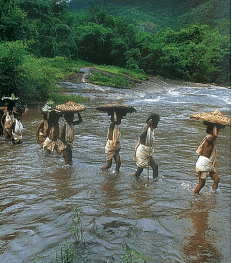 Women of the Dongria Kandha tribe in Orissa wade through the river on the way to the market 