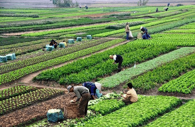 Notes: Agriculture | Social Studies & Pedagogy Paper 2 for CTET & TET Exams - CTET & State TET