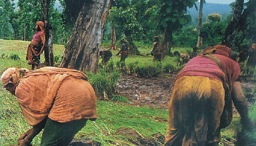 Bhil women cultivating in a forest in Gujarat