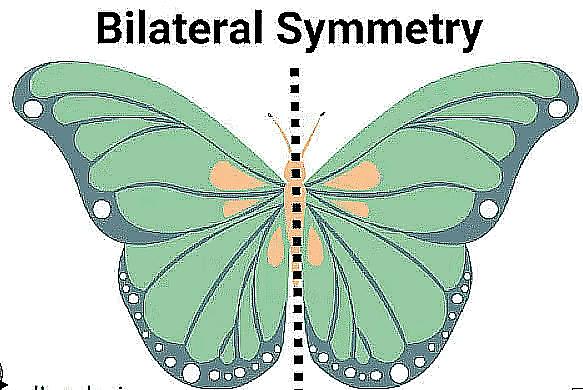 Notes: Symmetry | Mathematics & Pedagogy Paper 2 for CTET & TET Exams - CTET & State TET