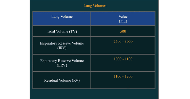 Important Diagrams: Breathing and Exchange of gases | Biology Class 11 - NEET