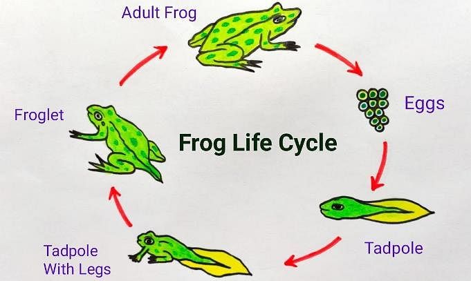 Life Cycle of a Frog