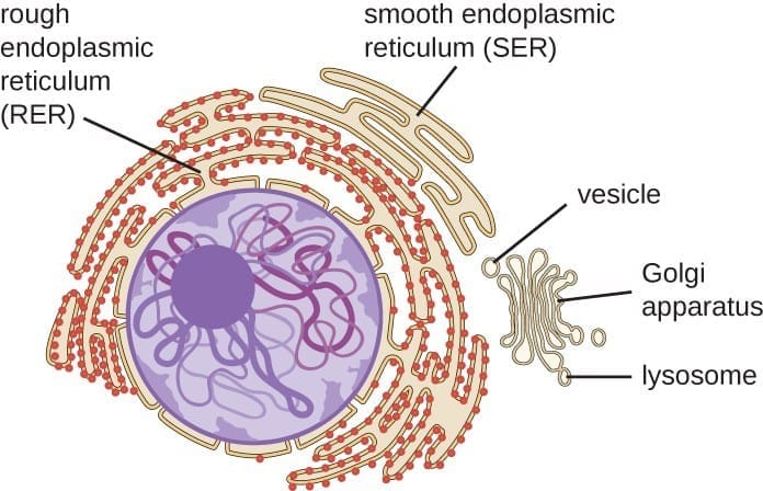 Endomembrane System