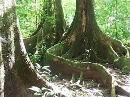 Forest and Wildlife - 1 Class 4 Worksheet SST