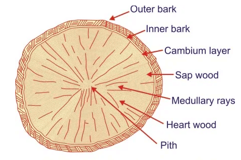 Structure Of Tree