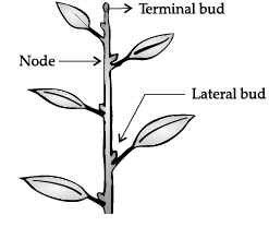 Class 11 Biology: CBSE Sample Question Papers- Term II (2021-22)- 1 | Sample Papers for Class 11 Medical and Non-Medical - JEE
