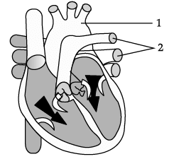 Class 11 Biology: CBSE Sample Question Papers- Term II (2021-22)- 1 | Sample Papers for Class 11 Medical and Non-Medical - JEE