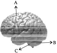 Class 11 Biology: CBSE Sample Question Papers- Term II (2021-22)- 2 | Sample Papers for Class 11 Medical and Non-Medical - JEE
