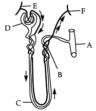 Class 11 Biology: CBSE Sample Question Papers- Term II (2021-22)- 2 | Sample Papers for Class 11 Medical and Non-Medical - JEE