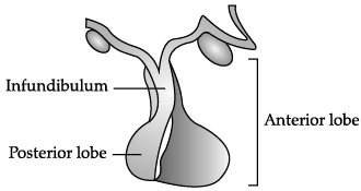 Class 11 Biology: CBSE Sample Question Papers- Term II (2021-22)- 1 | Sample Papers for Class 11 Medical and Non-Medical - JEE