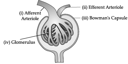 Class 11 Biology: CBSE Sample Question Papers- Term II (2021-22)- 1 | Sample Papers for Class 11 Medical and Non-Medical - JEE