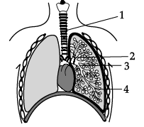 Class 11 Biology: CBSE Sample Question Papers- Term II (2021-22)- 2 | Sample Papers for Class 11 Medical and Non-Medical - JEE