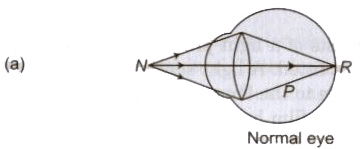 Optical Instruments | Physics Class 12 - NEET