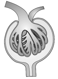 Class 11 Biology: CBSE Sample Question Papers- Term II (2021-22)- 1 | Sample Papers for Class 11 Medical and Non-Medical - JEE