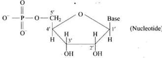 NCERT Exemplar: Biomolecules | Chemistry Class 12 - NEET