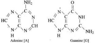 NCERT Exemplar: Biomolecules | Chemistry Class 12 - NEET