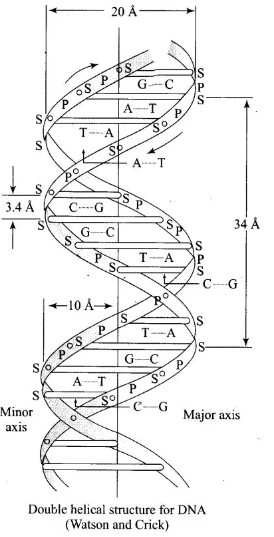 NCERT Exemplar: Biomolecules | Chemistry Class 12 - NEET