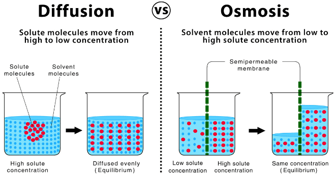 Osmosis, Osmotic Pressure & Van’t Hoff Factor | Chemistry Class 12 - NEET