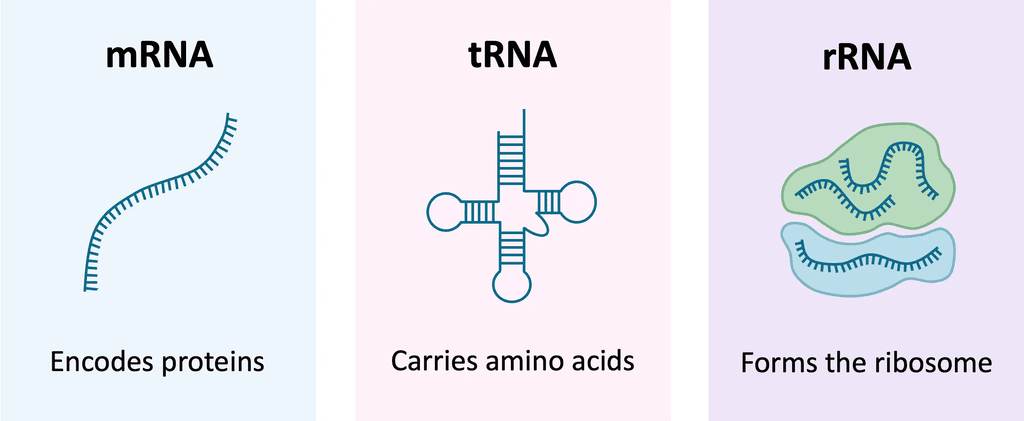 Mnemonics: Biomolecules | Chemistry Class 12 - NEET