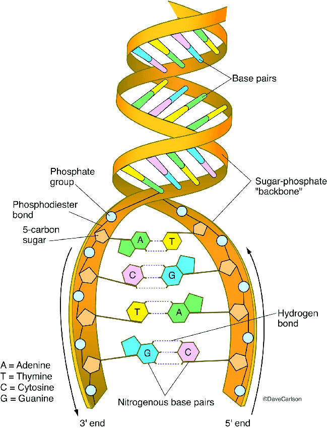 Mnemonics: Biomolecules | Chemistry Class 12 - NEET