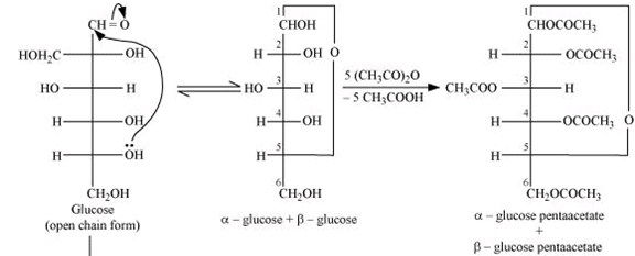 NCERT Solutions Class 11 Biology Chapter 9 - Biomolecules