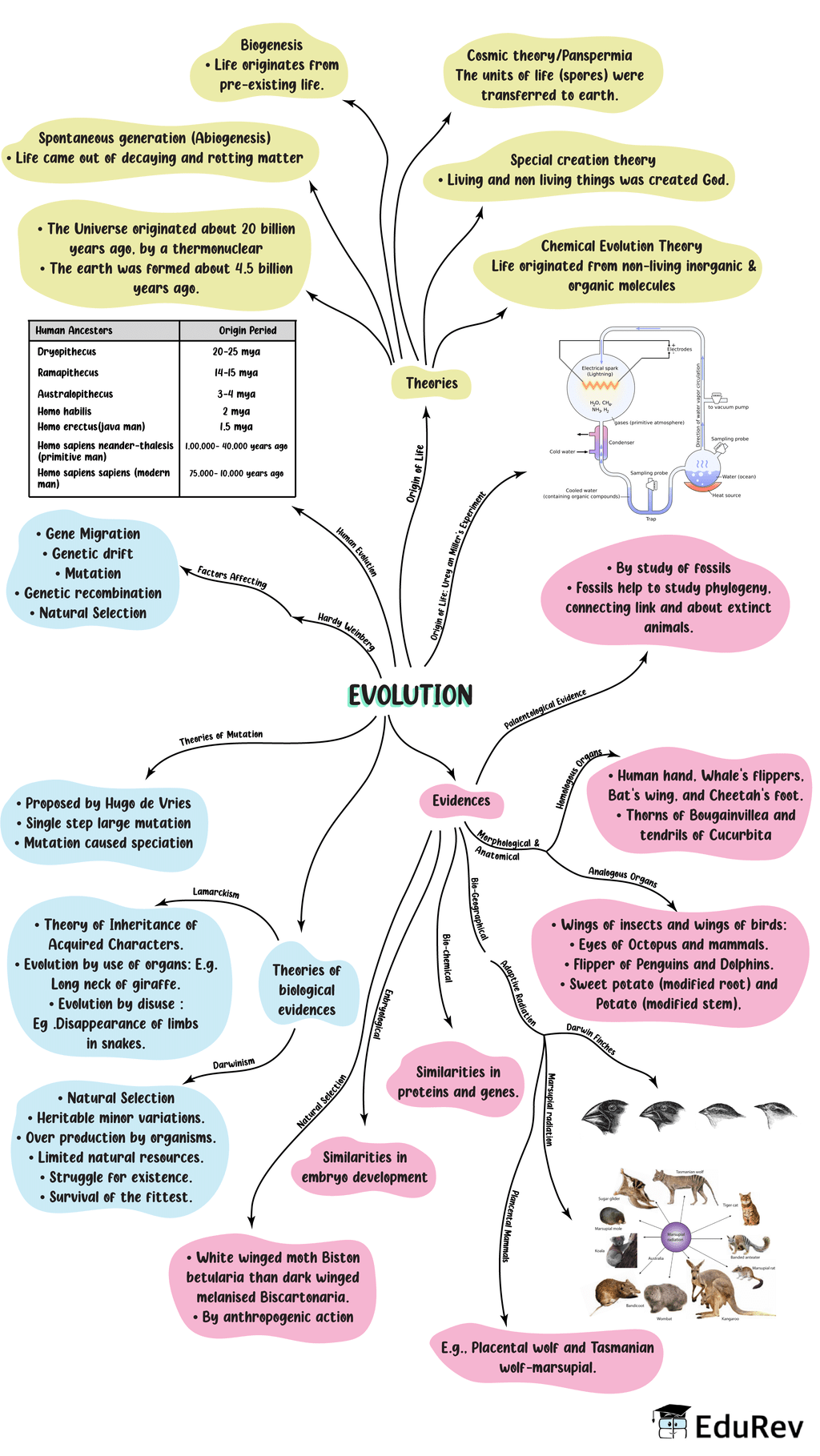 Mindmap: Evolution | Subject-Wise Mind Maps for NEET