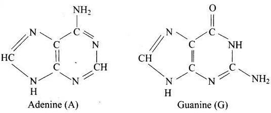 NCERT Exemplar: Biomolecules | Chemistry Class 12 - NEET