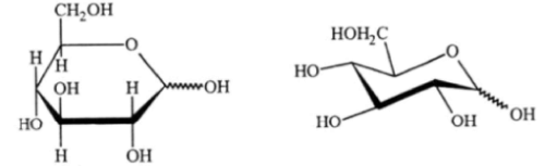 Carbohydrates: Monosaccharides, Disaccharides & Polysaccharides | Chemistry Class 12 - NEET