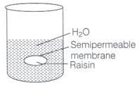 NCERT Exemplar: Solutions | Chemistry Class 12 - NEET