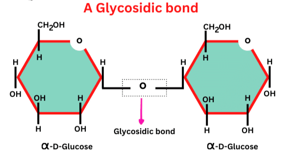 Mnemonics: Biomolecules | Chemistry Class 12 - NEET