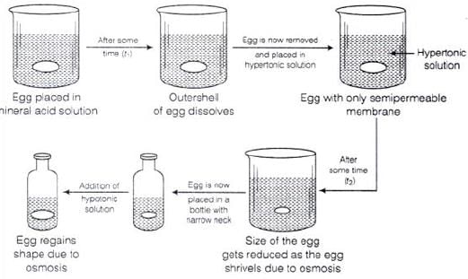 NCERT Exemplar: Solutions | Chemistry Class 12 - NEET