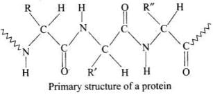 NCERT Exemplar: Biomolecules | Chemistry Class 12 - NEET