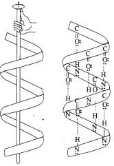 NCERT Exemplar: Biomolecules | Chemistry Class 12 - NEET