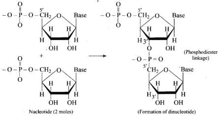 NCERT Exemplar: Biomolecules | Chemistry Class 12 - NEET