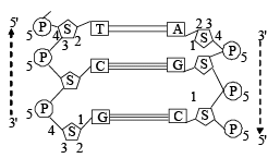 Nucleic Acids: Chemical Composition & Structure | Chemistry for JEE Main & Advanced