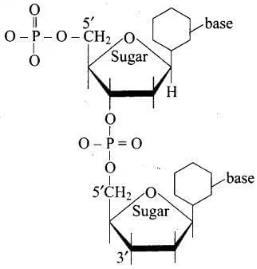 NCERT Exemplar: Biomolecules | Chemistry Class 12 - NEET