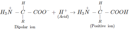 Short & Long Answer Questions: Biomolecules | Organic Chemistry for NEET