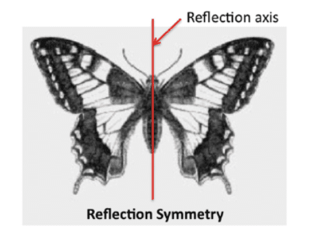 Word Problems: Symmetry | Mathematics for Class 6