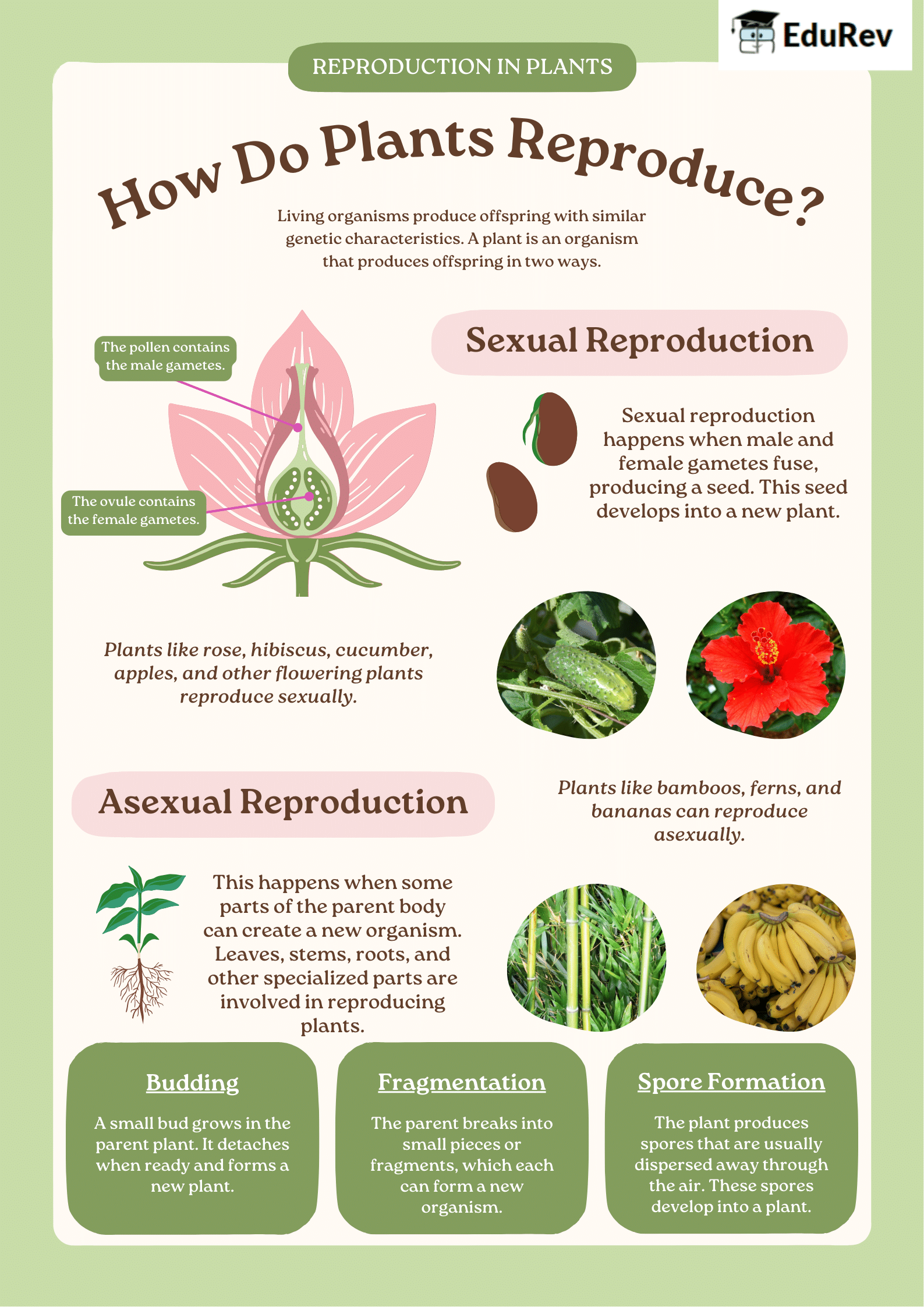 Infographics: Reproduction in Plants | Science Olympiad Class 7