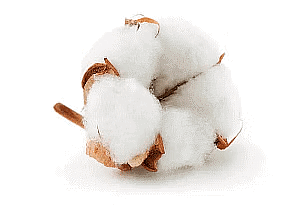 Olympiad Notes: Fibre to Fabric - Class 6