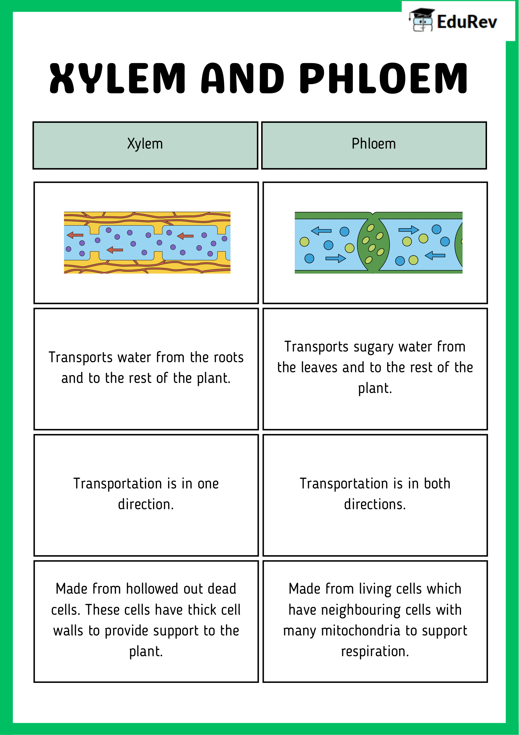 Infographics: Transportation in Animals and Plants | Science Olympiad Class 7