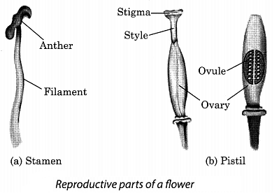 Class 7 Science Chapter 8 Question Answers - Reproduction in Plants