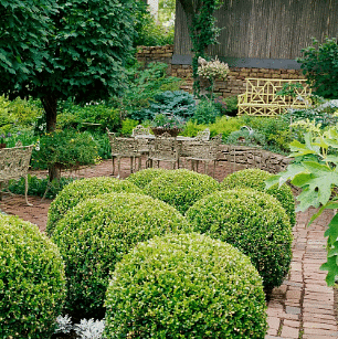 Olympiad Notes: Getting to Know Plants | Science Olympiad Class 6