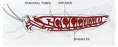 Class 7 Science Chapter 6 Question Answers - Respiration in Organisms
