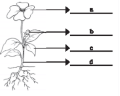 NCERT Exemplar Solutions: Food - Where does it come from | Science for Class 6