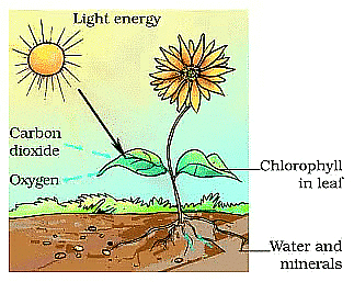 Short Notes: Nutrition in plants | Science Class 7 (Old NCERT)